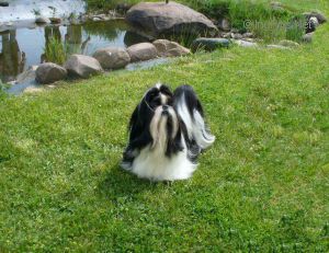 Dog Photo