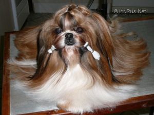 Dog Photo