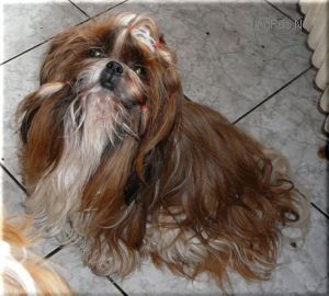 Dog Photo