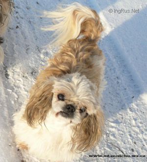 Dog Photo