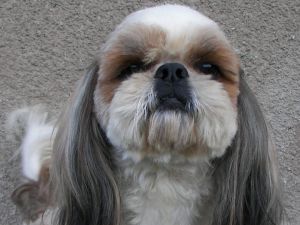 Dog Photo