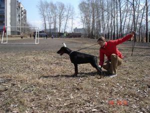 Dog Photo