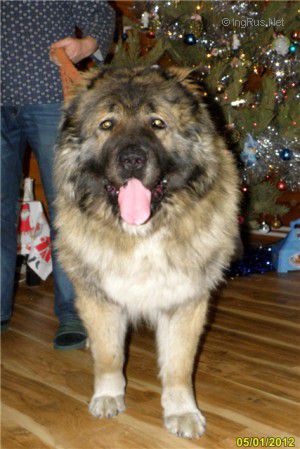 Dog Photo