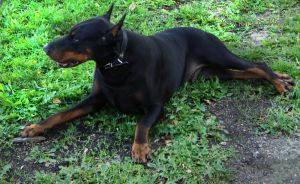 Dog Photo
