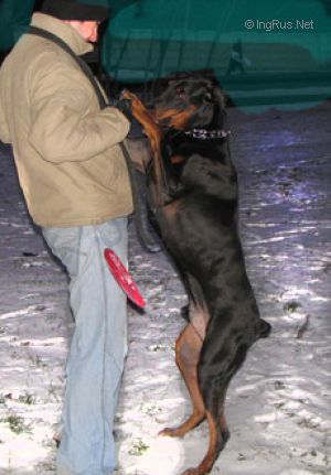 Dog Photo