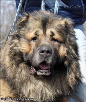 Dog Photo