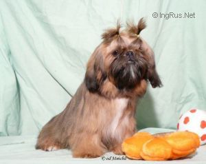 Dog Photo