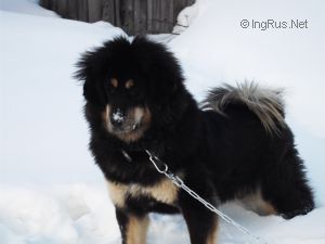 Dog Photo