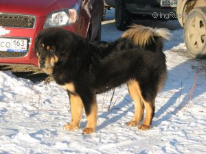 Dog Photo