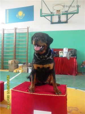 Dog Photo