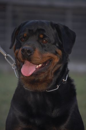 Dog Photo