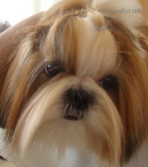 Dog Photo