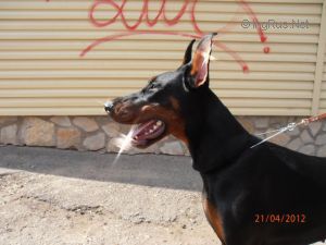 Dog Photo