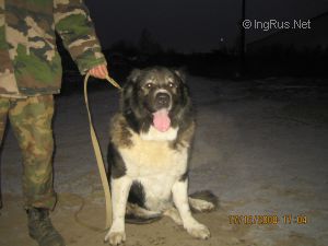 Dog Photo