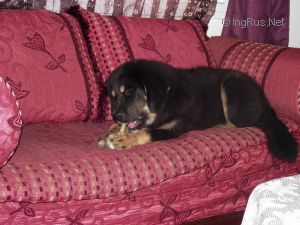 Dog Photo
