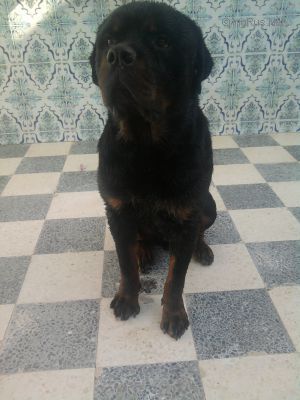 Dog Photo