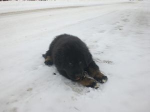 Dog Photo