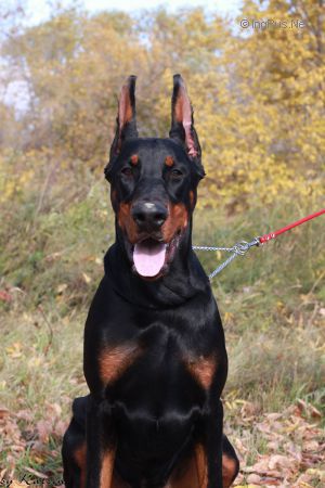 Dog Photo