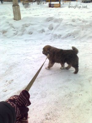 Dog Photo