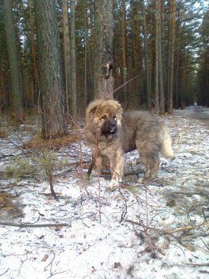 Dog Photo