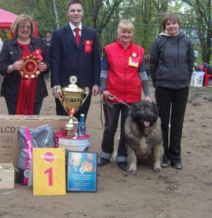 Dog Photo