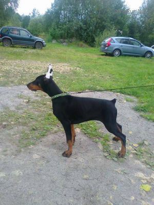 Dog Photo
