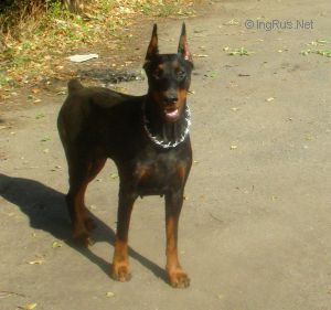 Dog Photo