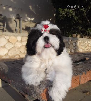 Dog Photo