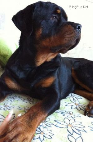Dog Photo