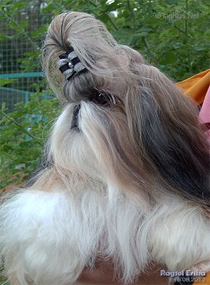 Dog Photo
