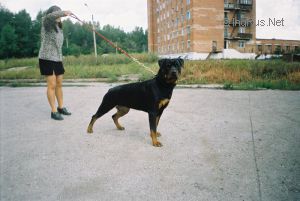 Dog Photo