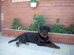 Dog Photo