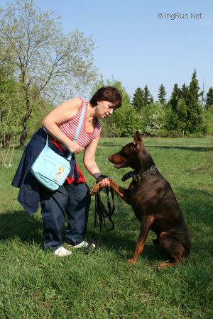 Dog Photo
