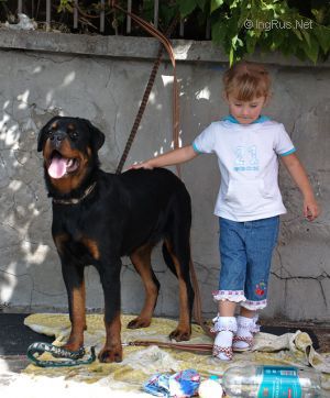 Dog Photo