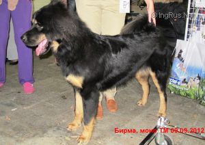 Dog Photo
