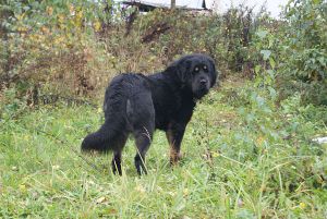 Dog Photo