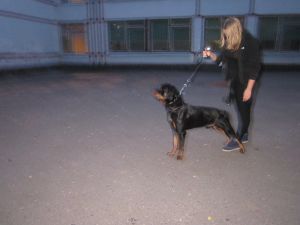 Dog Photo