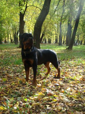 Dog Photo