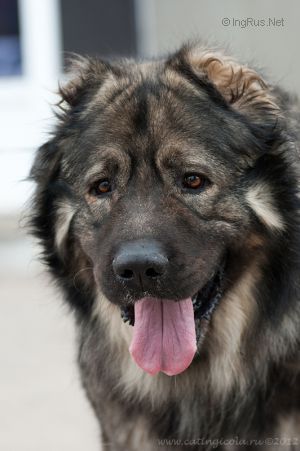 Dog Photo