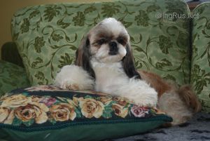 Dog Photo