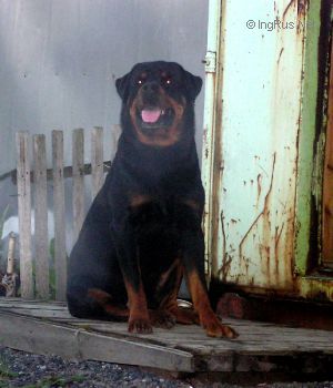 Dog Photo