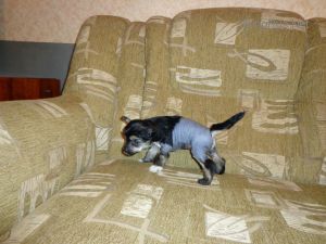 Dog Photo