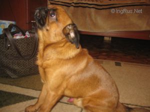 Dog Photo