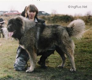 Dog Photo
