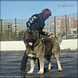 Dog Photo