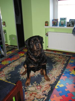 Dog Photo
