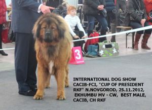 Dog Photo