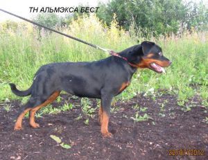 Dog Photo