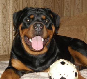 Dog Photo