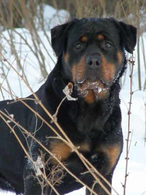 Dog Photo